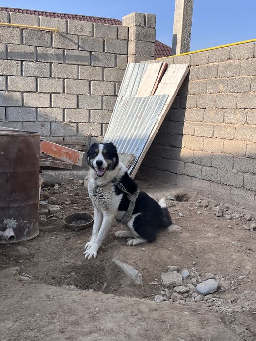 Ит гарнатя жуас үлкен