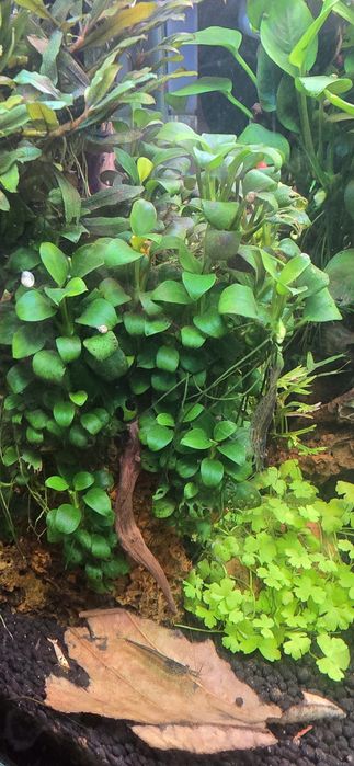 Анубиас  аквариумные растения