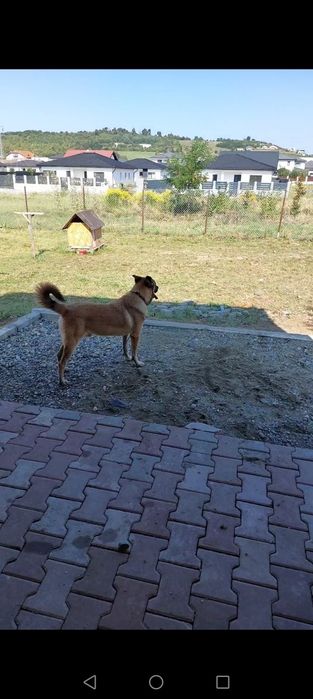 Donam cățelușul familiei