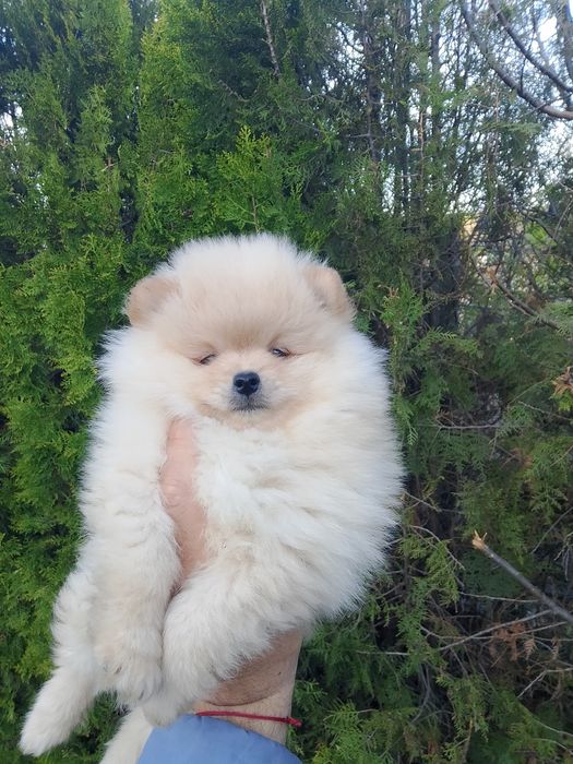 Померан померани