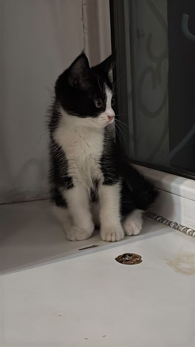 Домашний котенок
