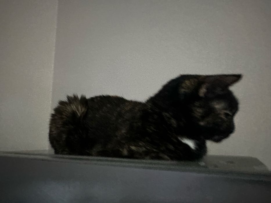 Отдам кошечку в добрые руки