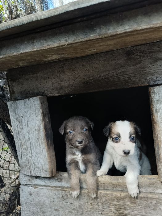Отдам щенков  в добрые руки