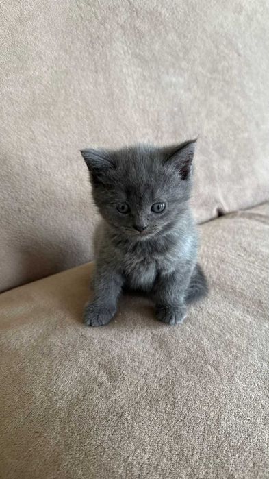 Котенок скотиш страйт