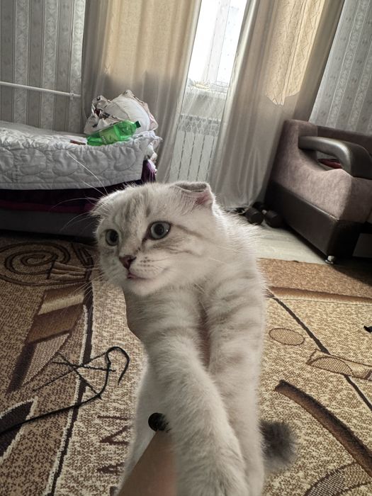 Котенок шотлнадец веслоуихий