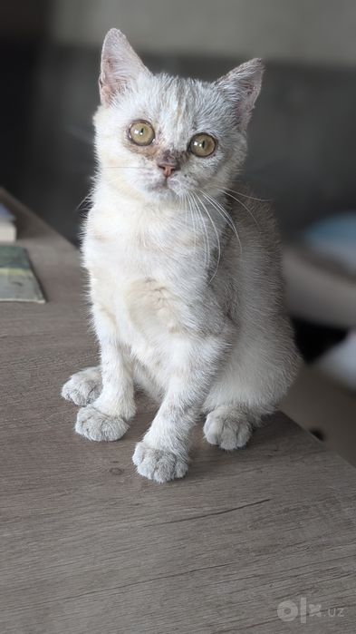 Отдам в добрые руки котят