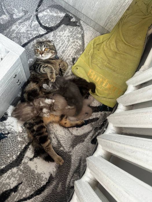 Продам котят шотланской породы