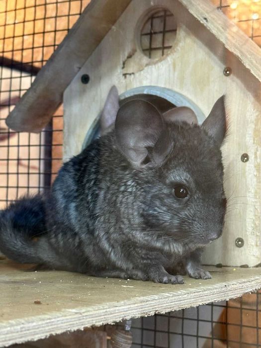 Продам шиншиллу мальчик 3  месяца