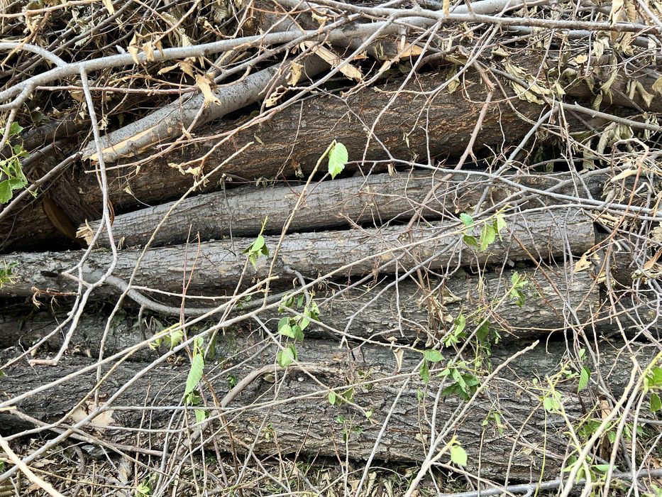 Карагач бревно разной длины и диаметра цена договорная