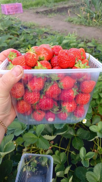 Продам свежесобранную ягоду клубники