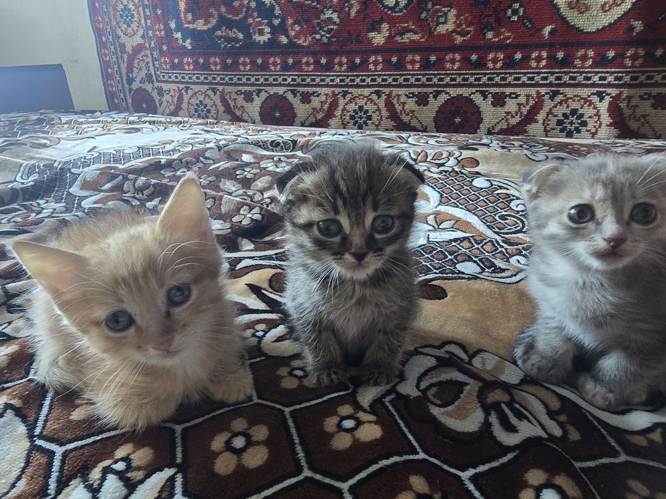 Продам котят, пародистых