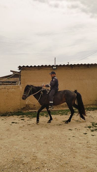 Айғыр сатылады жуас