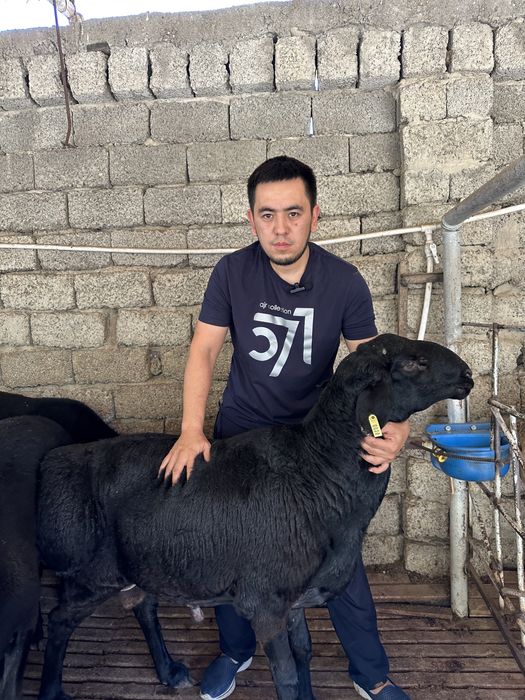 To'y, aqiqa, marosimlar uchun qo'ylar!