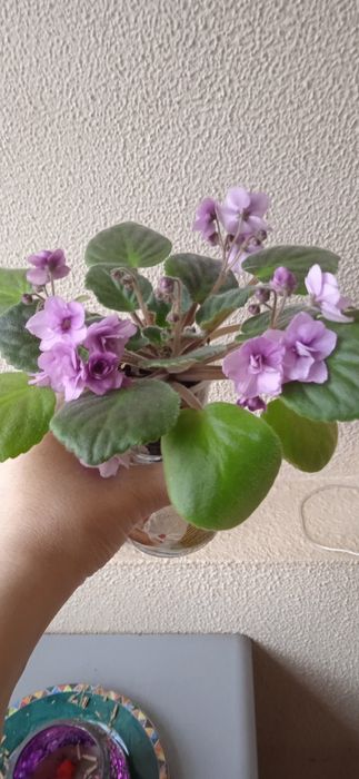 Продам цветущие  фиалки