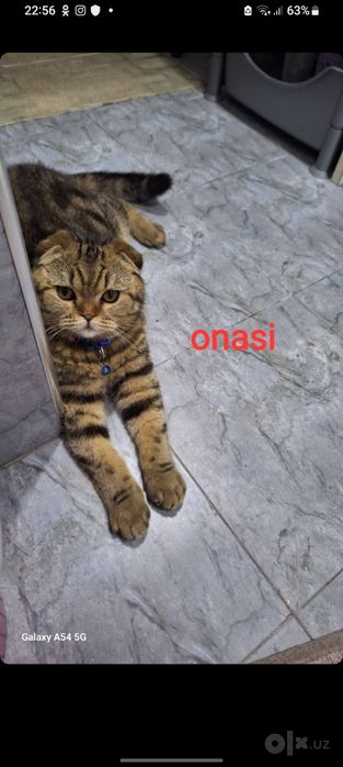 Скотиш фолд 1.5 oylik