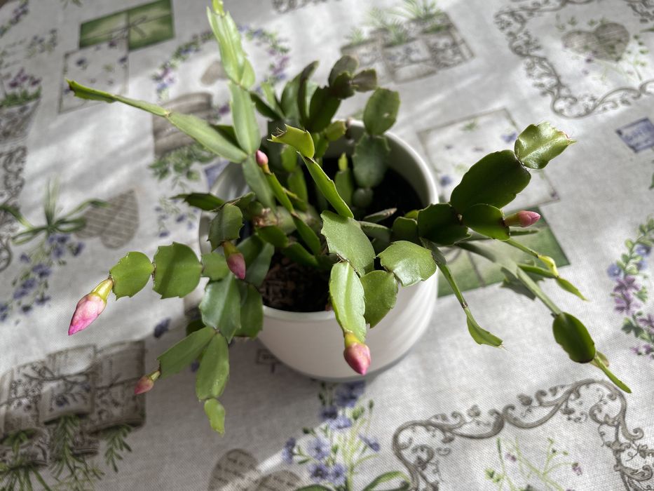 Коледничета, цъфтят в тъмно розово