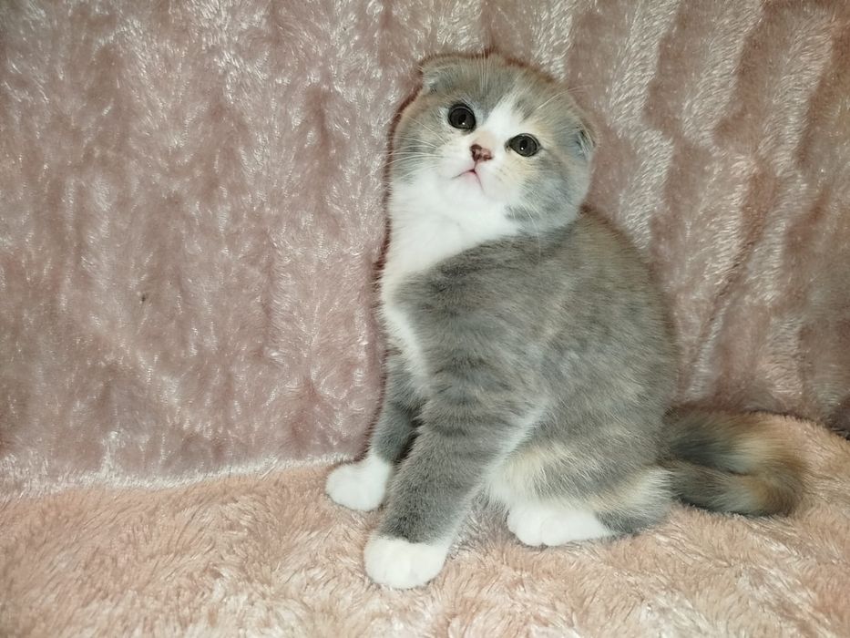 Котенок Шотландской вислоухой