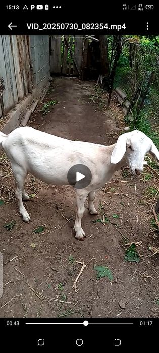 Козочка высокоудойной козы