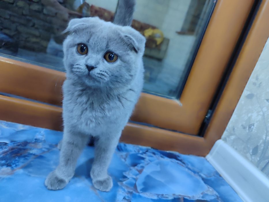 Срочно продаеться кошка