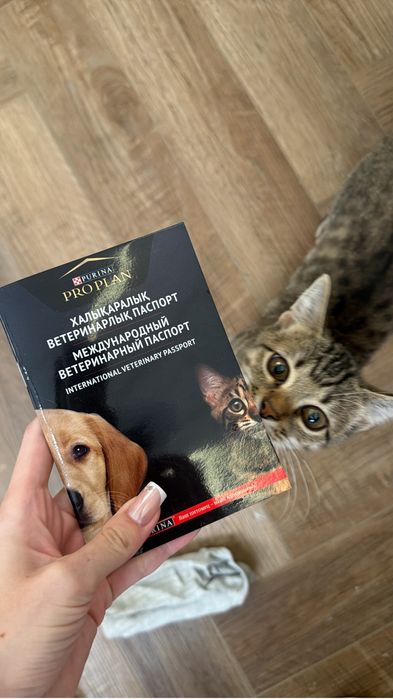 Котенок в добрые руки