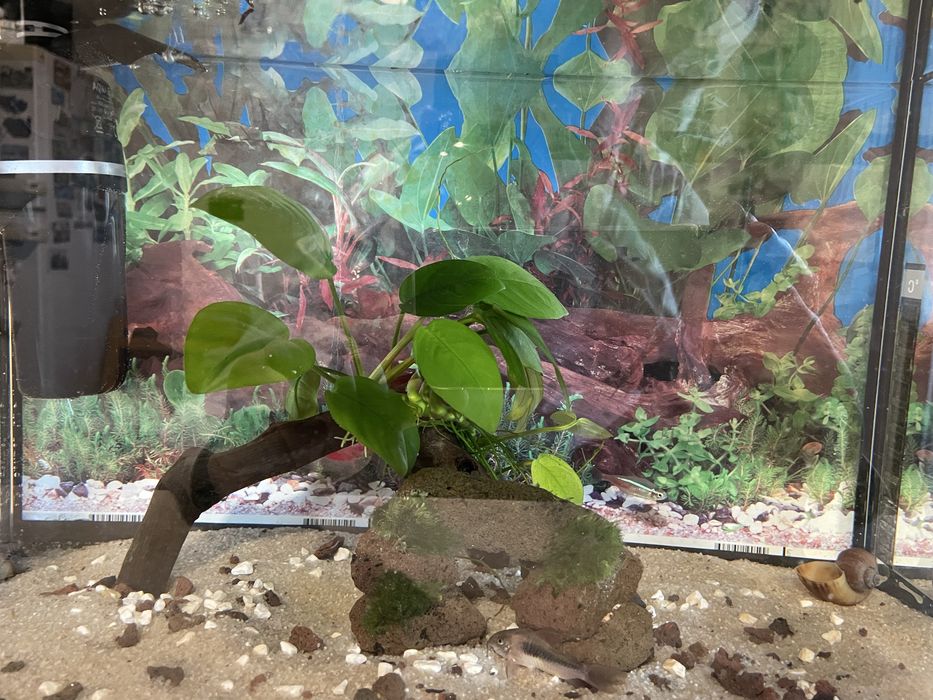 Acvariu Diversa 25 l