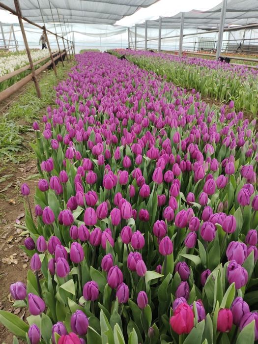 Цветы тюльпан, предзаказы принимаем