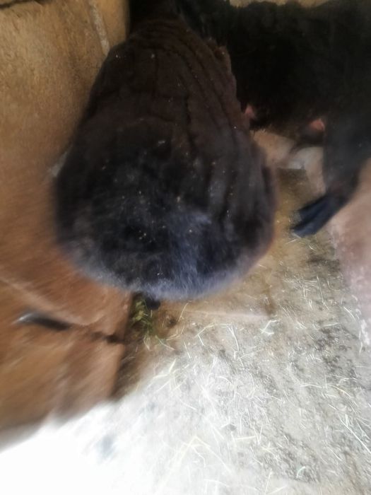 Семіз қойлар сатылады