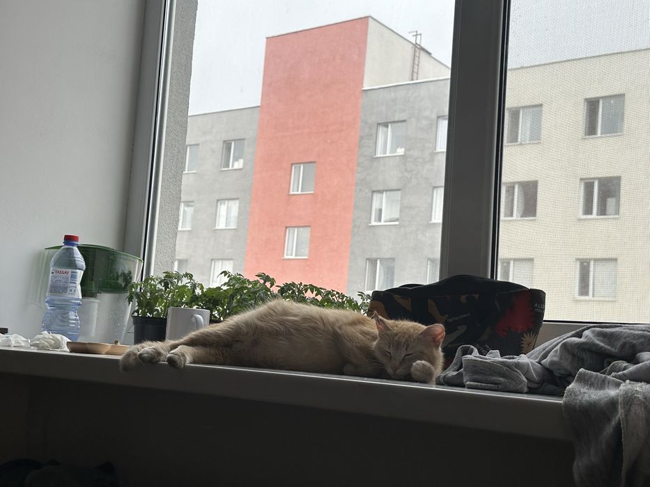 Отдам рыжую кошечку