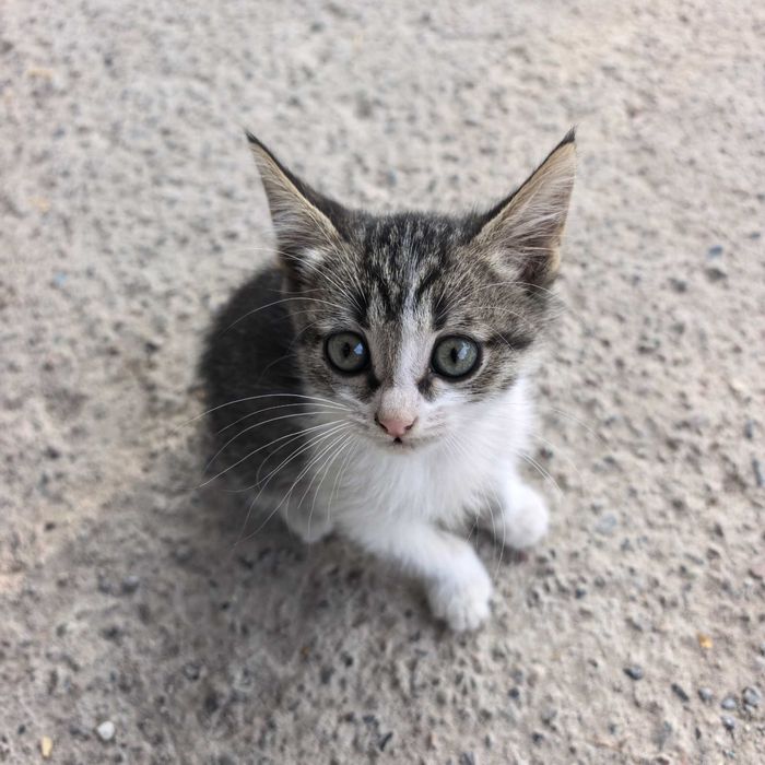 Кошки котята в добрые руки
