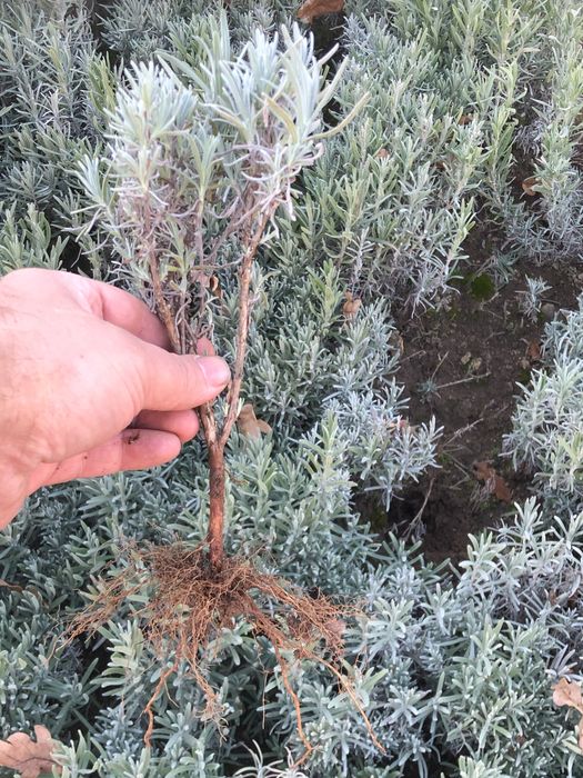 Разсад лавандула и лавандин ароматни растения от производител