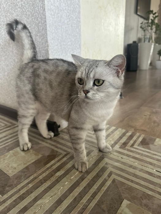 Отдам в хорошие руки
