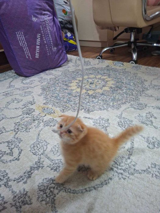 Вислоухая вислоухи(й)(е) котёнок кошк(а)(и) шотландски(е)(й) шотлан