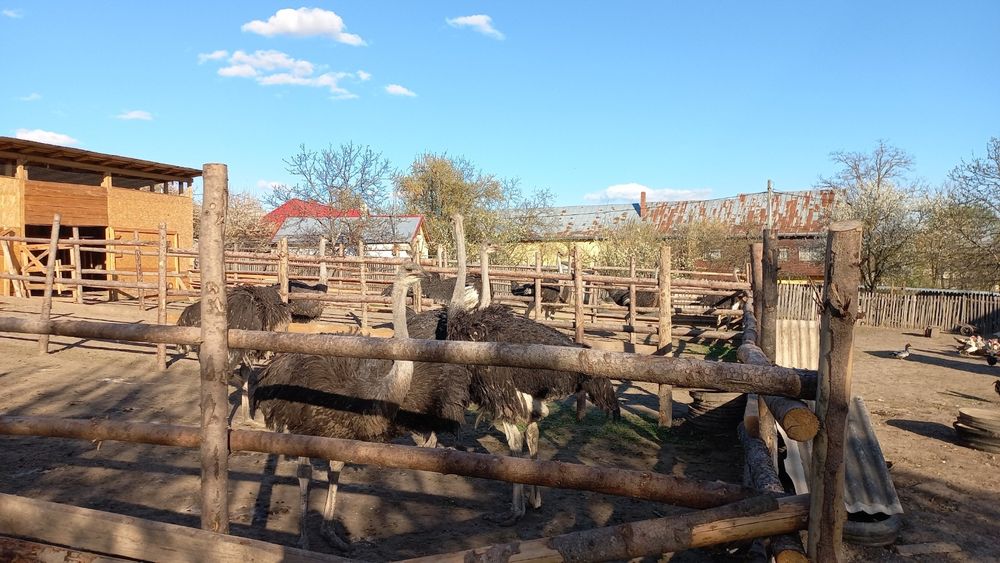 Vând familie de struți și ouă