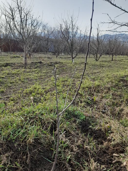 Продам яблоки сорт американка