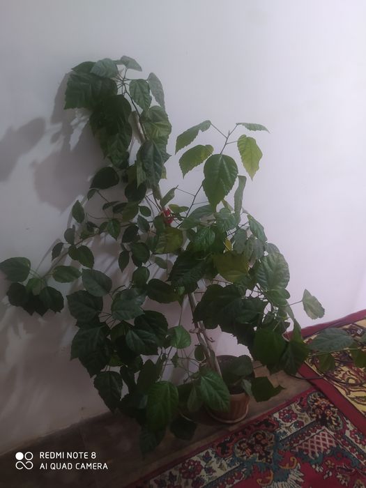 Продам домашний цветы.