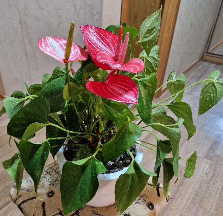 Антуриум (мужское счастье) pink