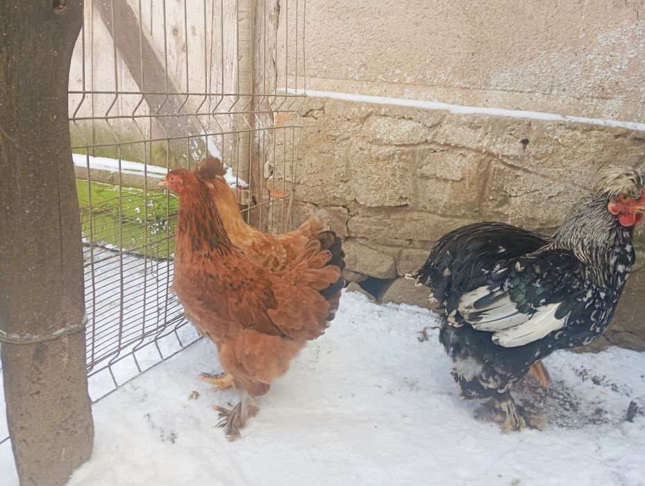 Vând 2+1 cocoș și puicuțe