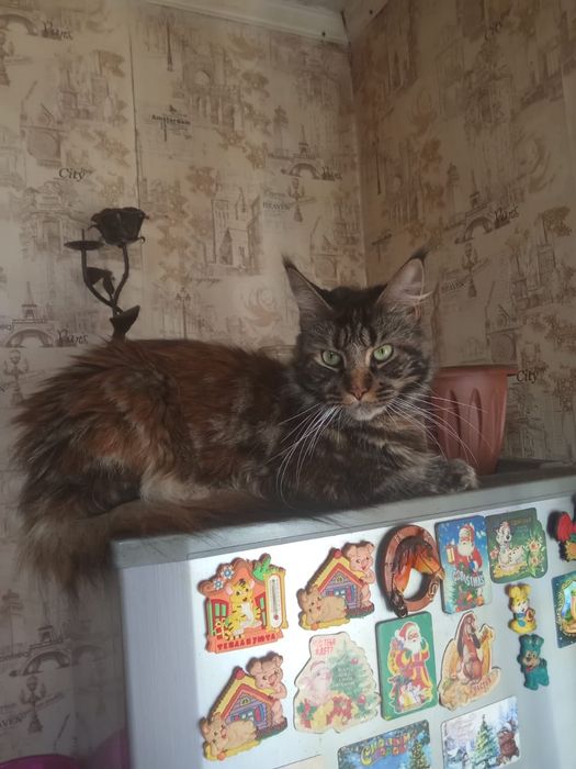 Продам кошку Мэйн-Кун