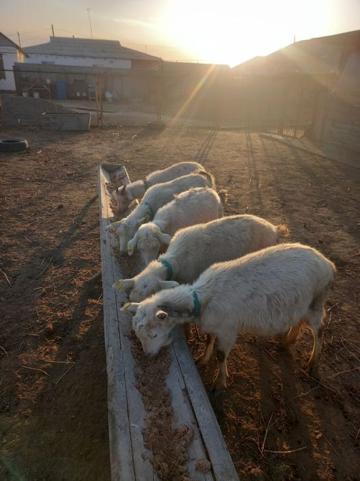 Ешкілер сатылады  ляқтарымен бірге