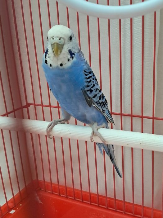 Vând perus criminal