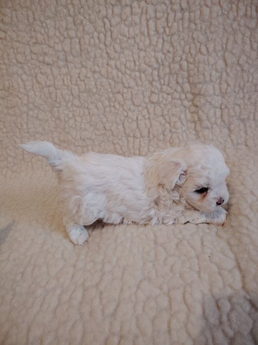 Bichon Maltez talie mică