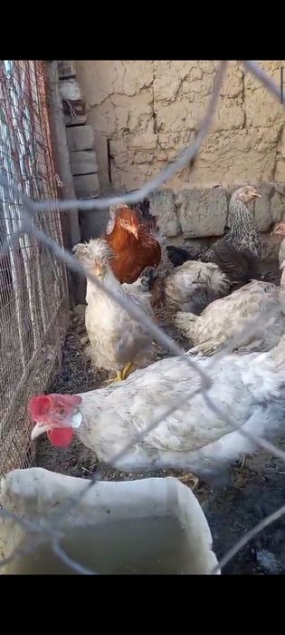 Тауық тауық тауық
