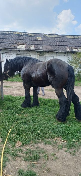 Vand armăsar de 4 ani