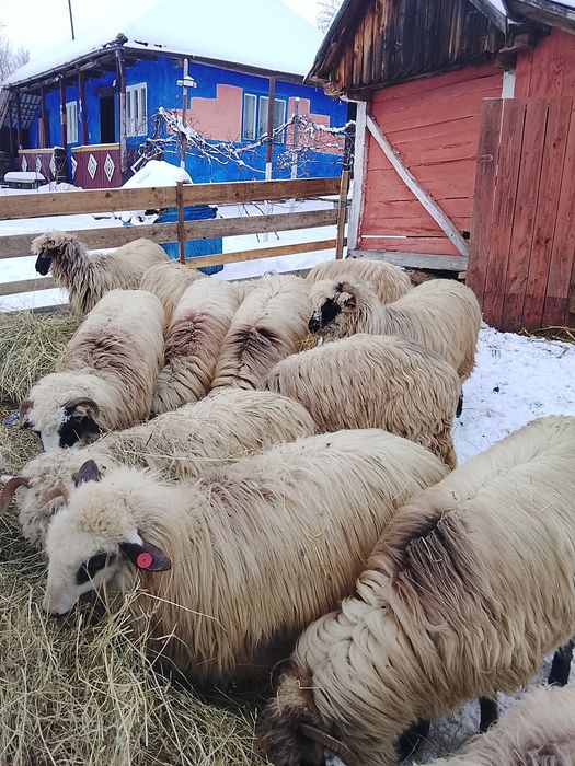 Vând 12 mioara din ele și de-a făta