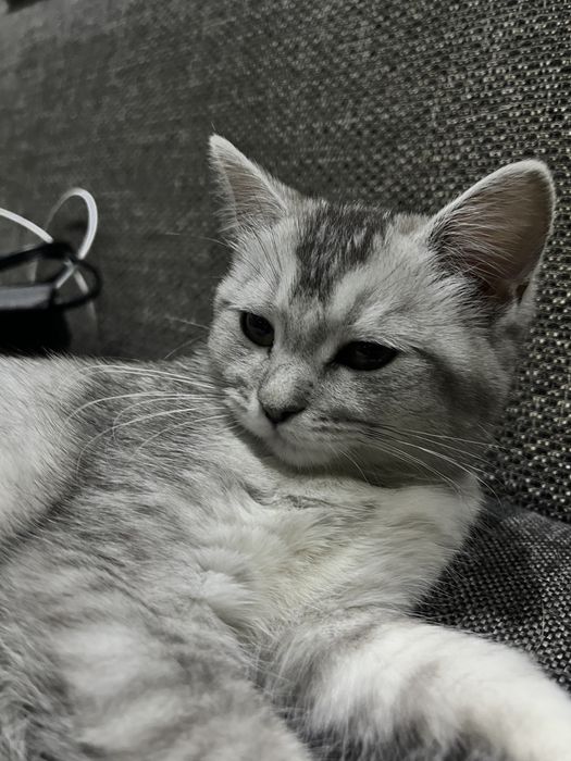 Отдам котенка, скотиш страйт в добрые руки