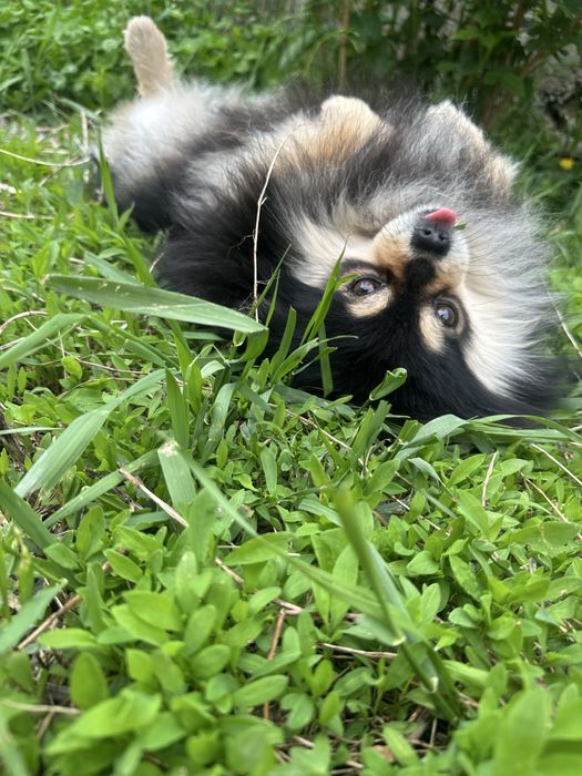 Вязка шпиц кобель