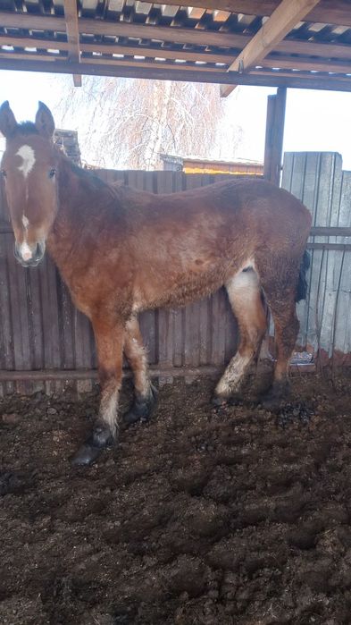 Продам двух жеребчиков