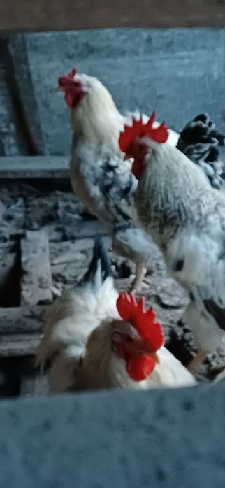 Продаю  домашних  петухов