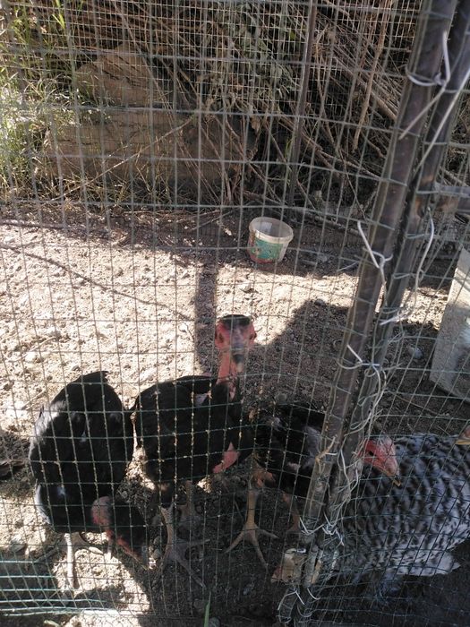 Brama xo'roz kulangi jojalar