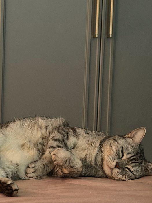Отдам в добрые руки кошечку Луну